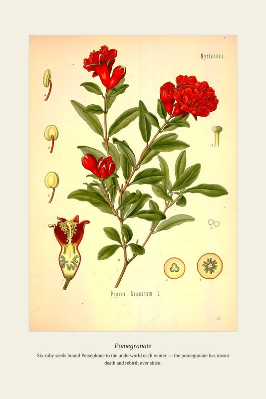 Pomegranate — antique art print