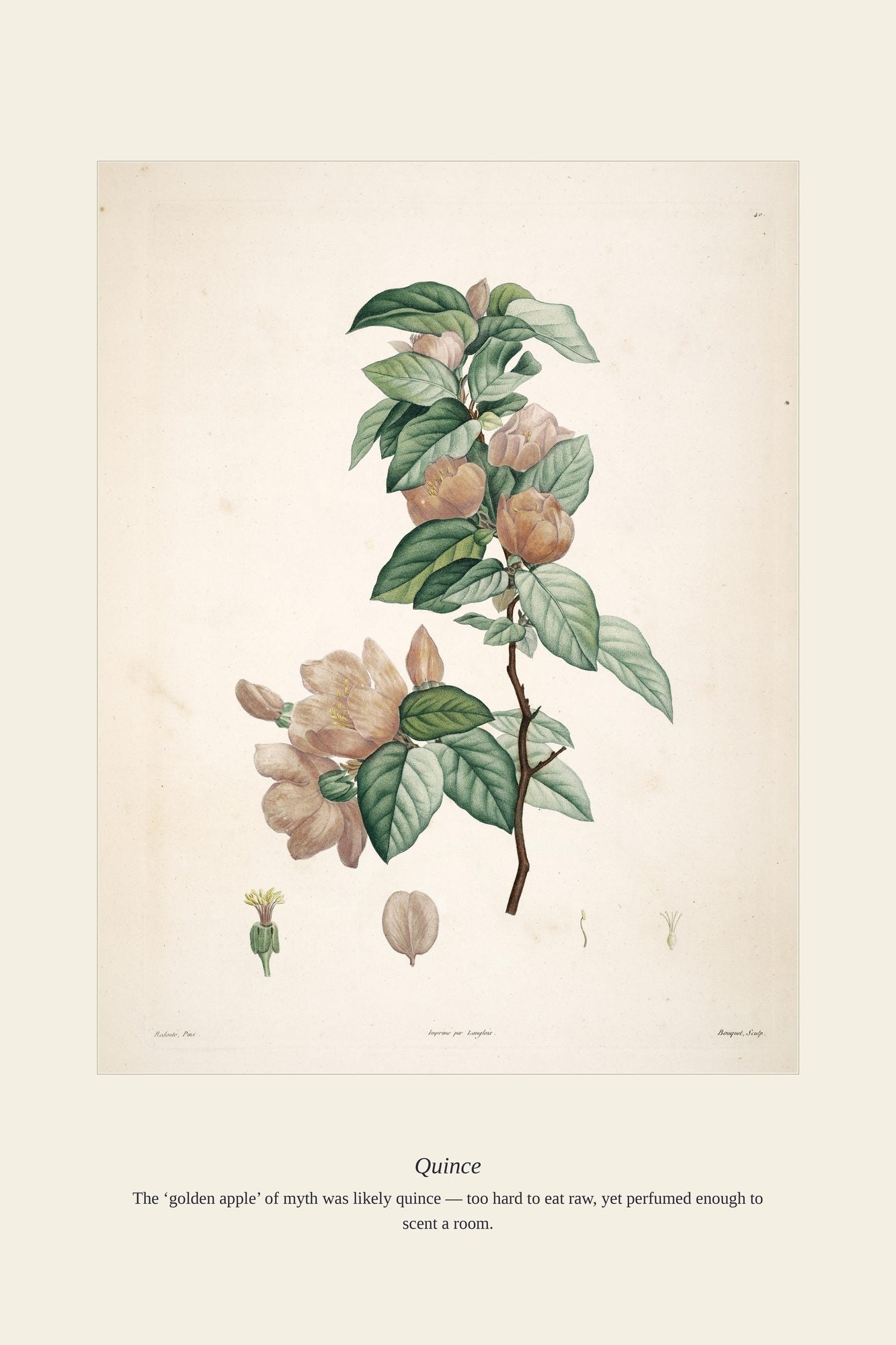 Quince — antique art print