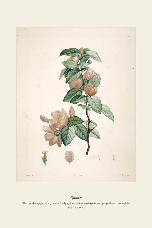 Quince — antique art print