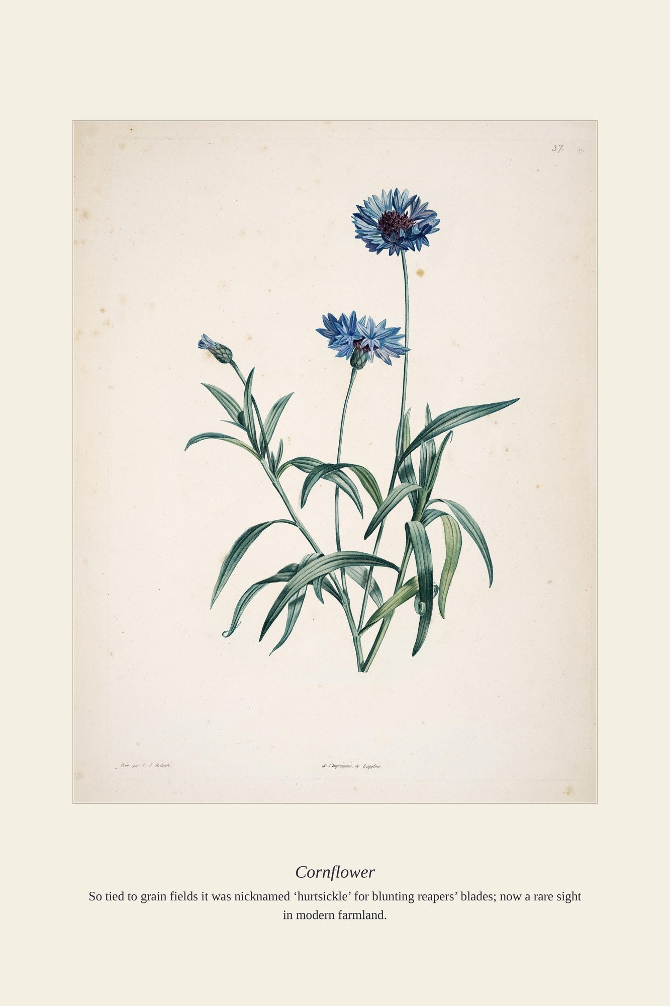 Cornflower — antique art print