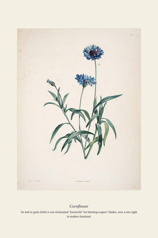 Cornflower — antique art print