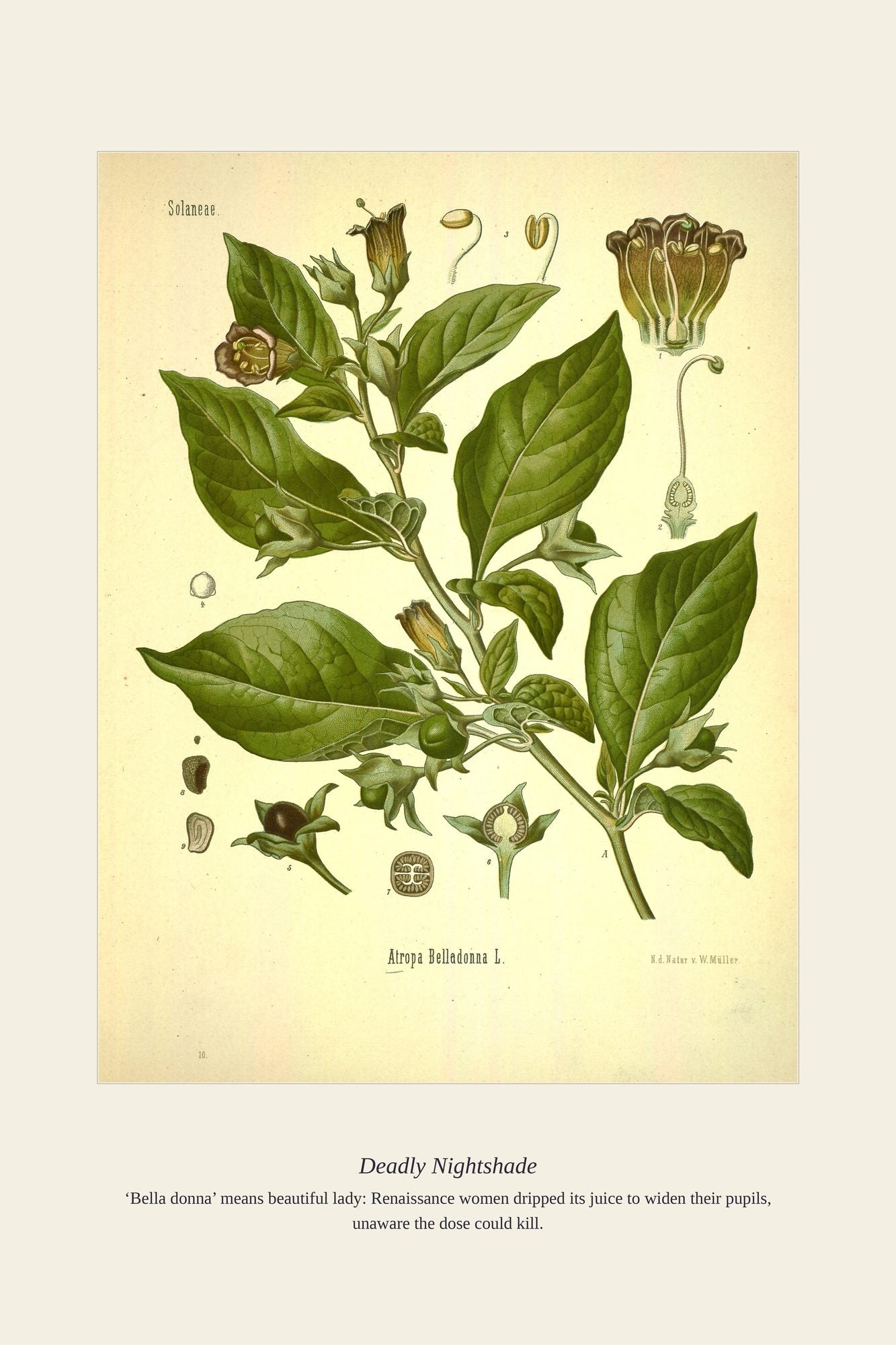 Deadly Nightshade — antique art print