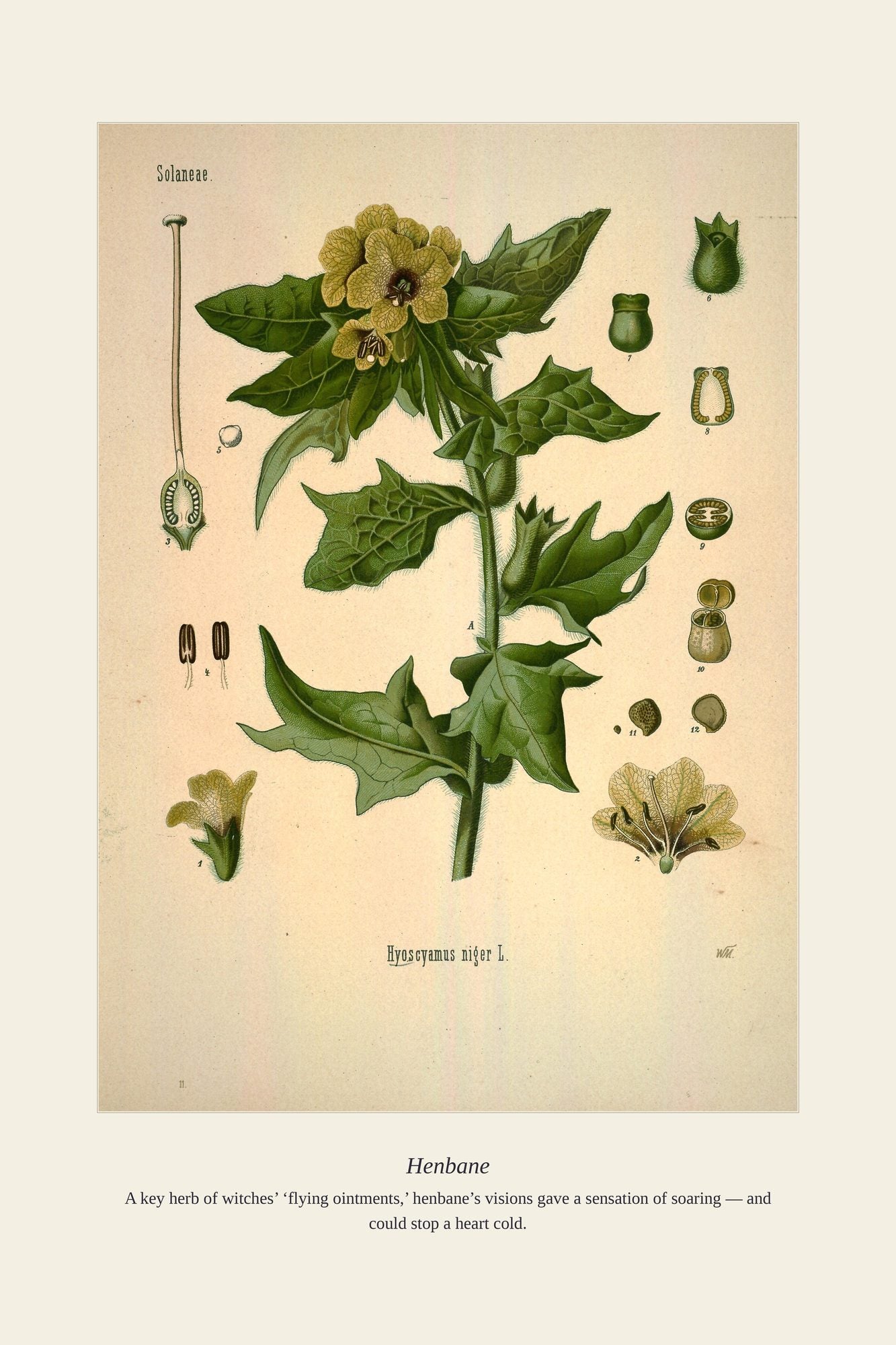 Henbane — antique art print