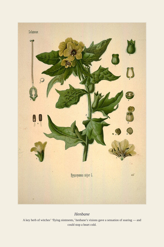 Henbane — antique art print