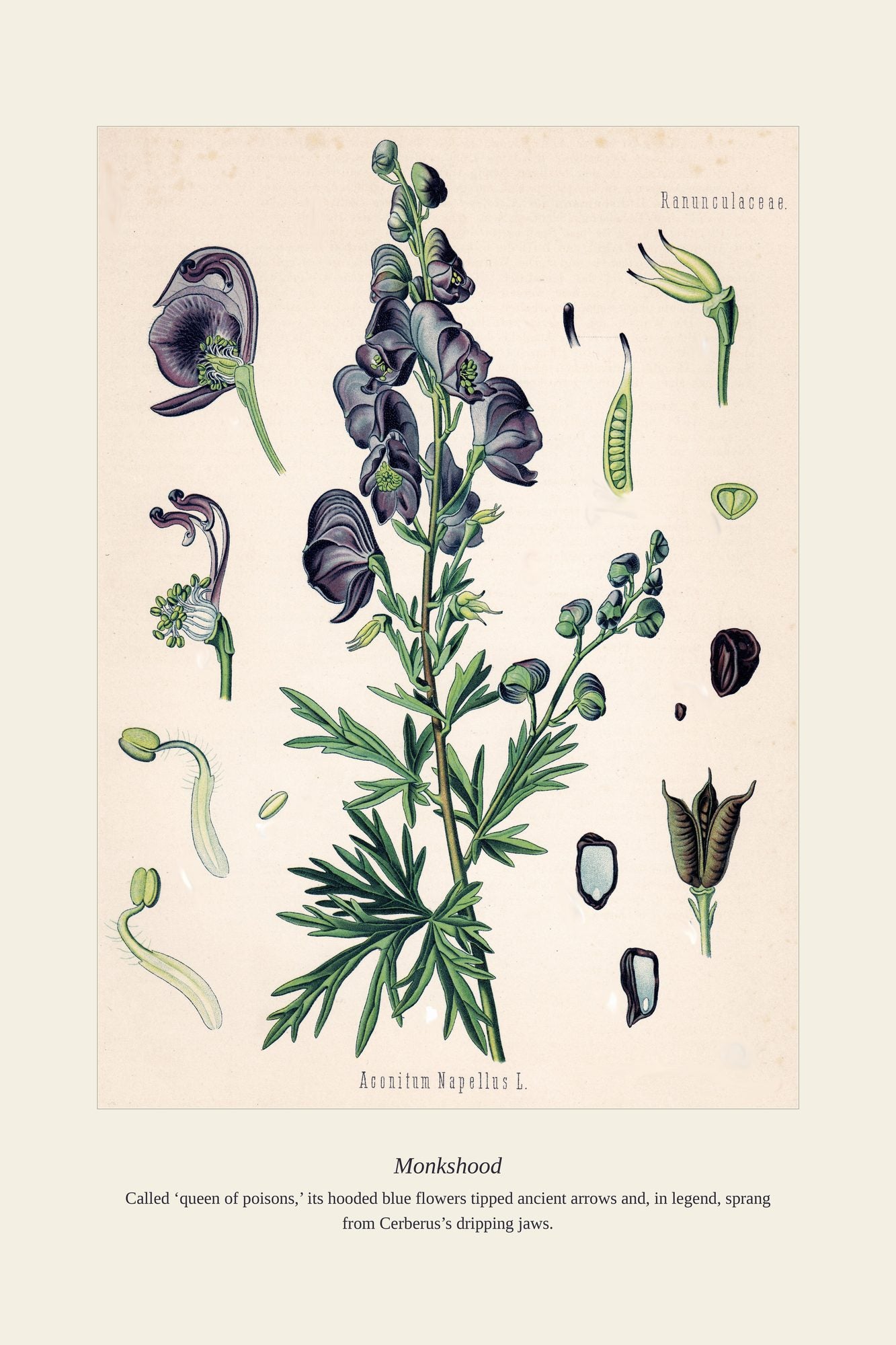 Monkshood — antique art print