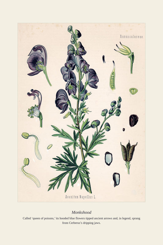 Monkshood — antique art print