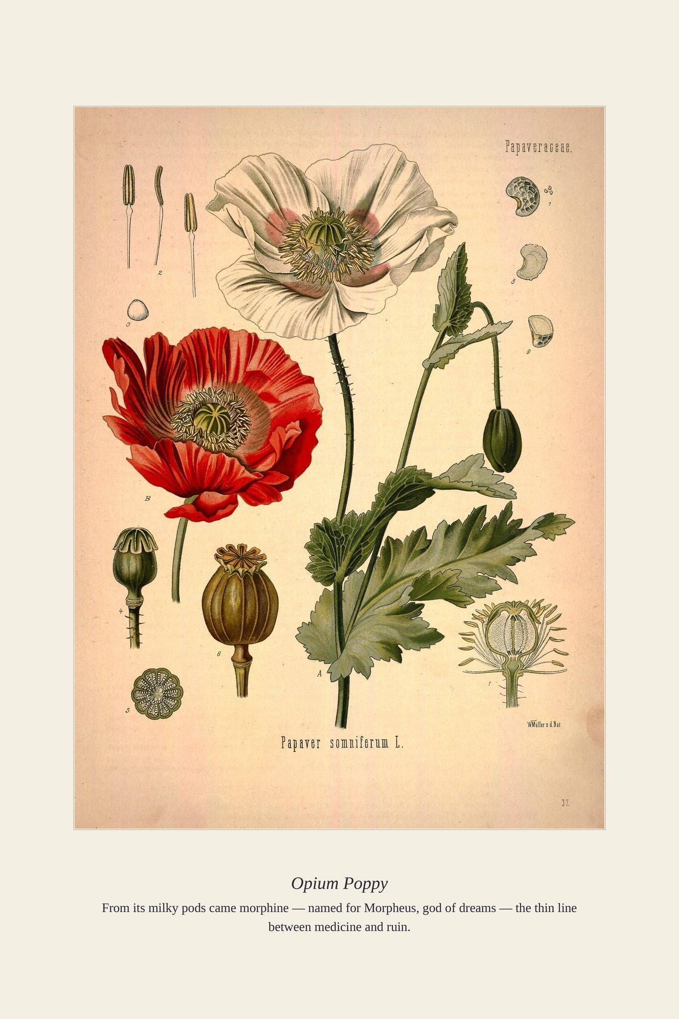 Opium Poppy — antique art print