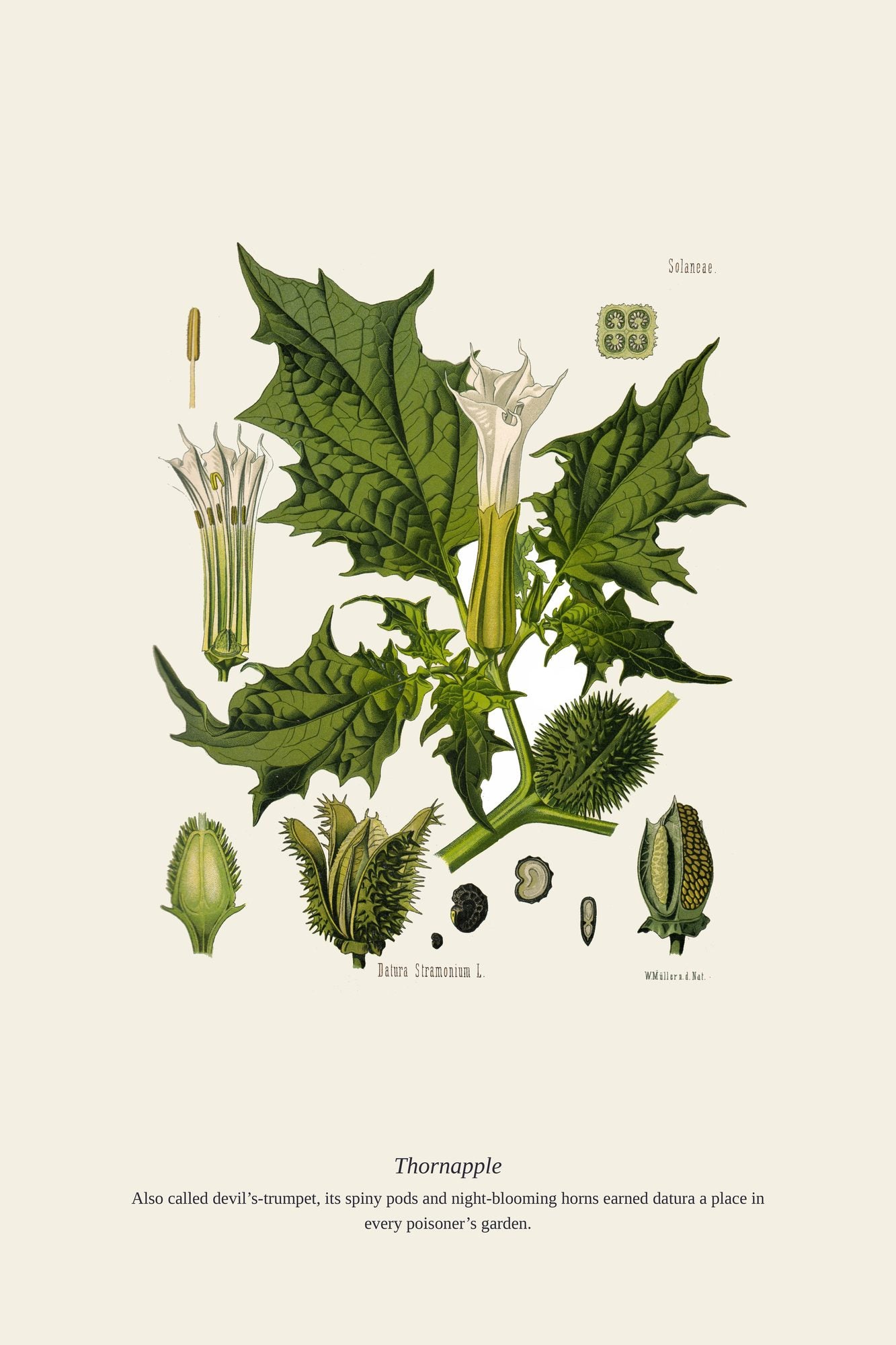 Thornapple — antique art print