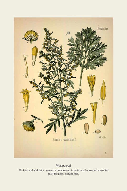 Wormwood — antique art print