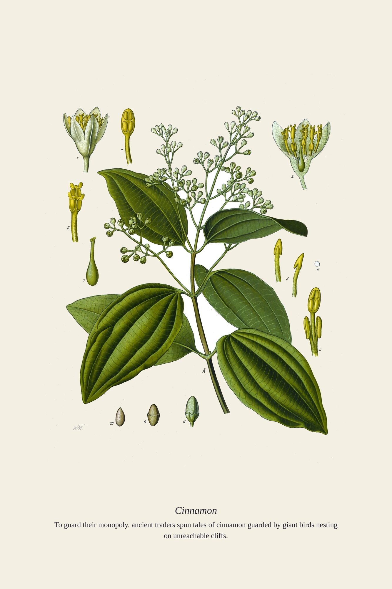Cinnamon — antique art print