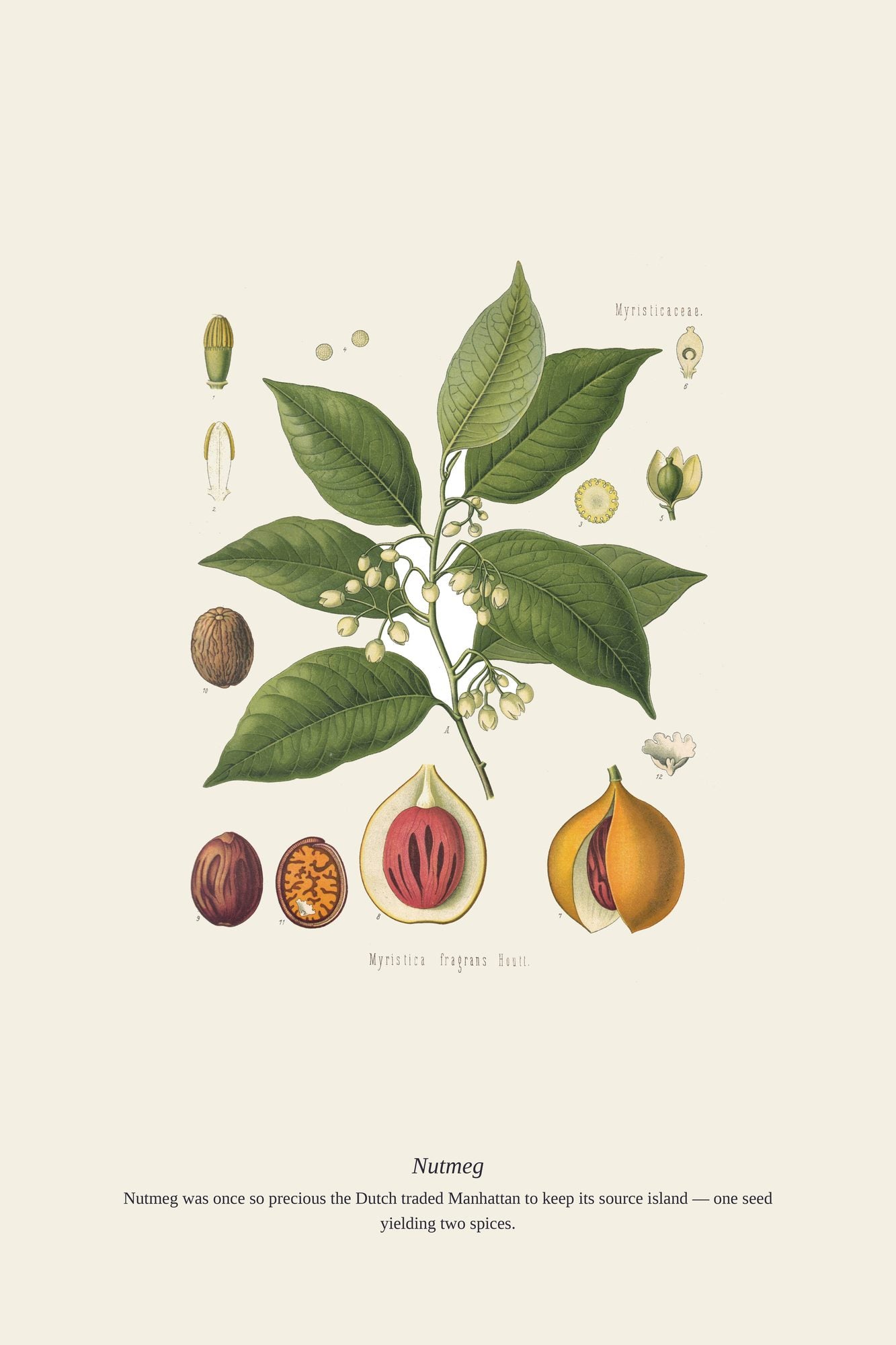 Nutmeg — antique art print