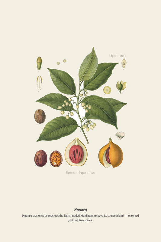 Nutmeg — antique art print