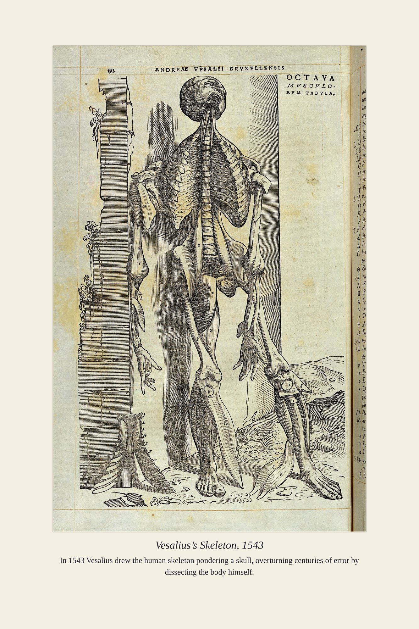 Vesalius’s Skeleton, 1543 — antique art print