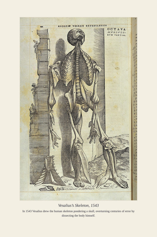 Vesalius’s Skeleton, 1543 — antique art print