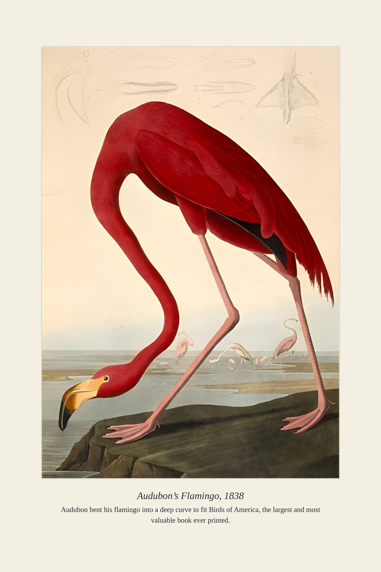 Audubon’s Flamingo, 1838 — antique art print