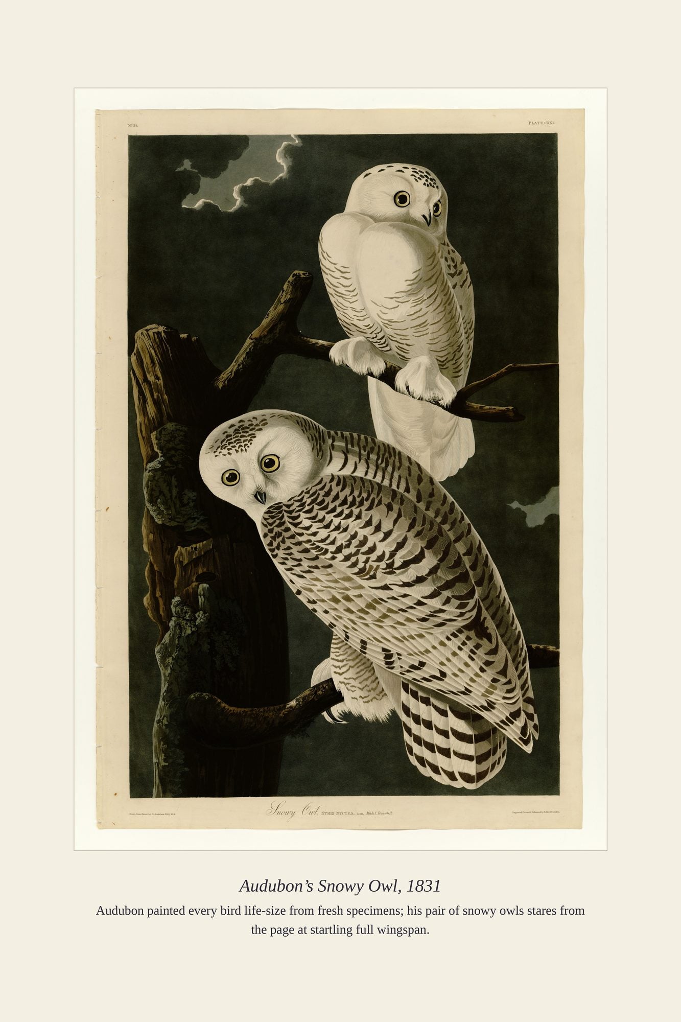 Audubon’s Snowy Owl, 1831 — antique art print