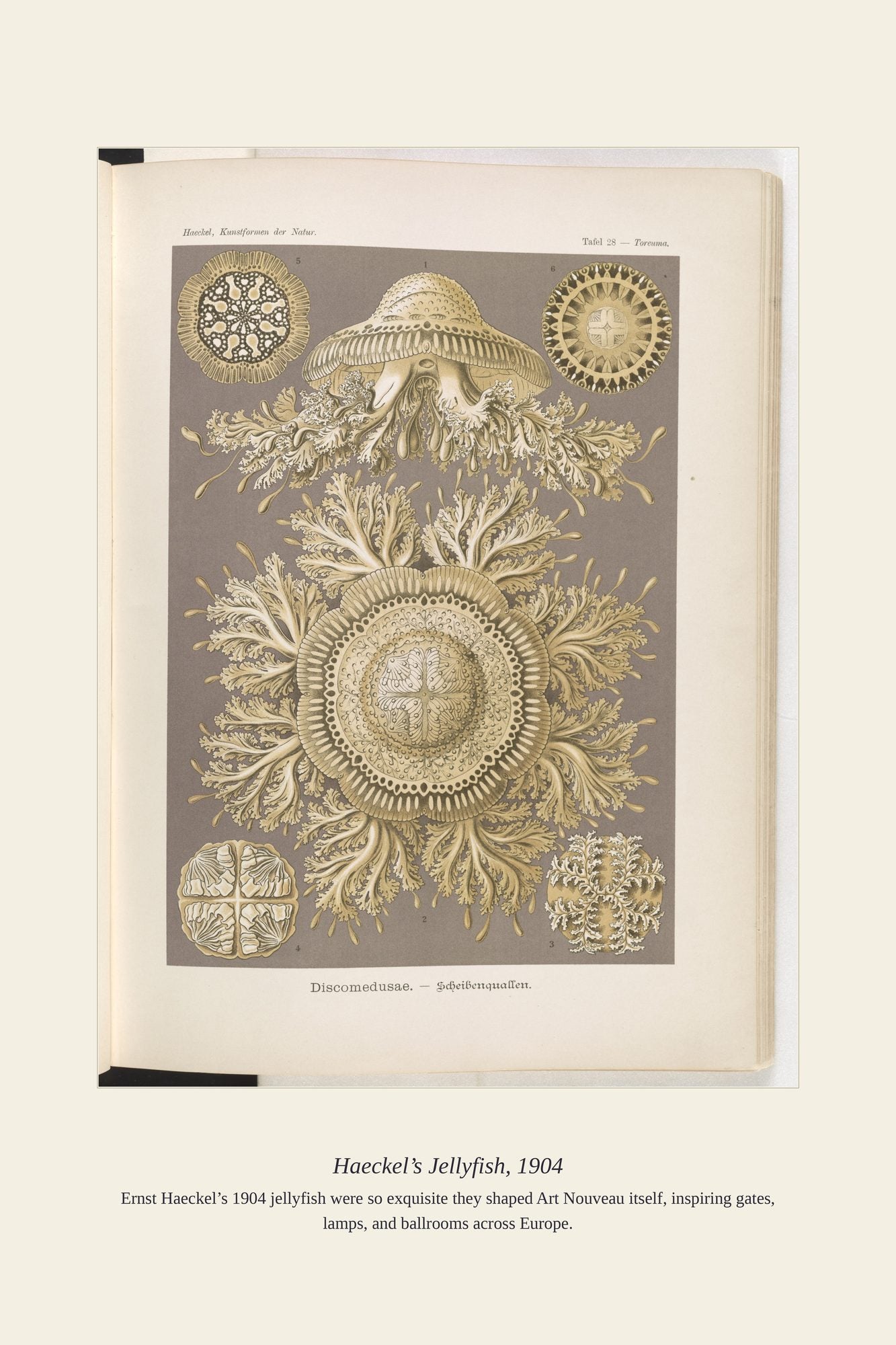 Haeckel’s Jellyfish, 1904 — antique art print