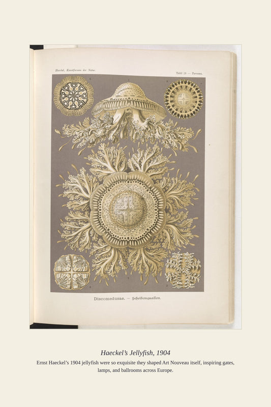 Haeckel’s Jellyfish, 1904 — antique art print