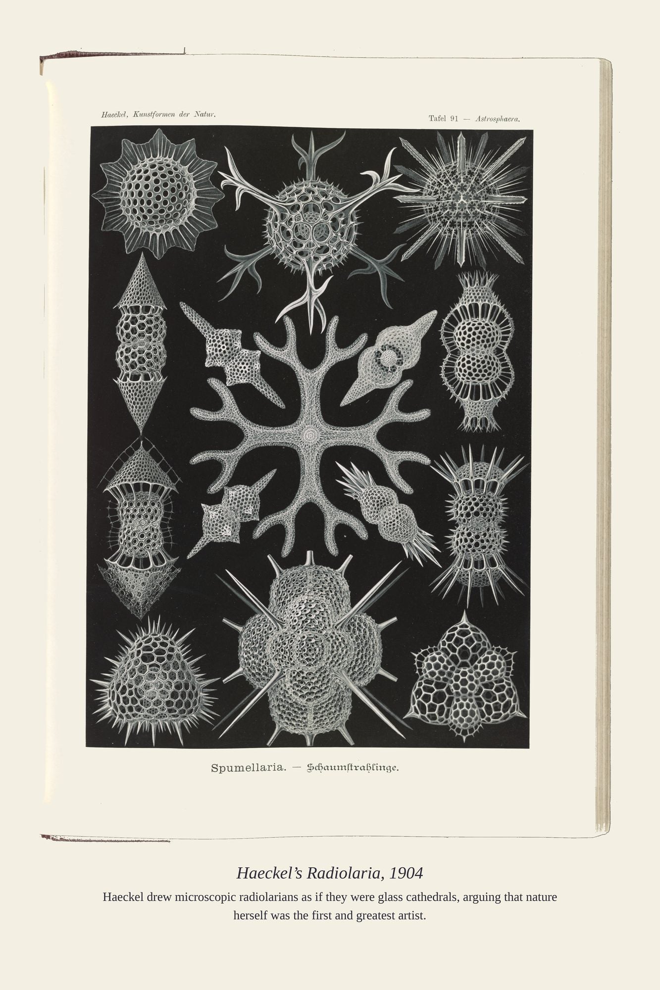 Haeckel’s Radiolaria, 1904 — antique art print