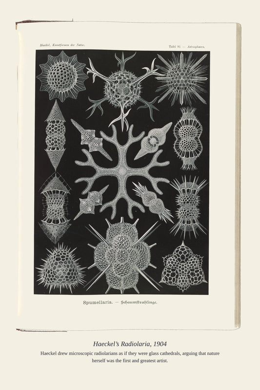 Haeckel’s Radiolaria, 1904 — antique art print