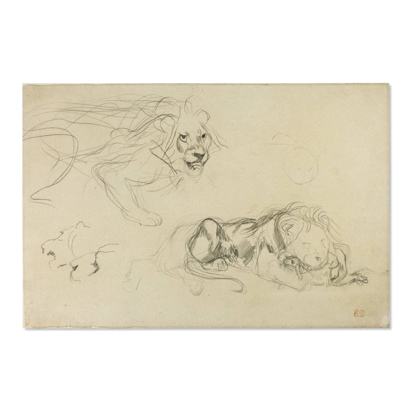 Eugène Delacroix - Studies of Lions | Area Rug
