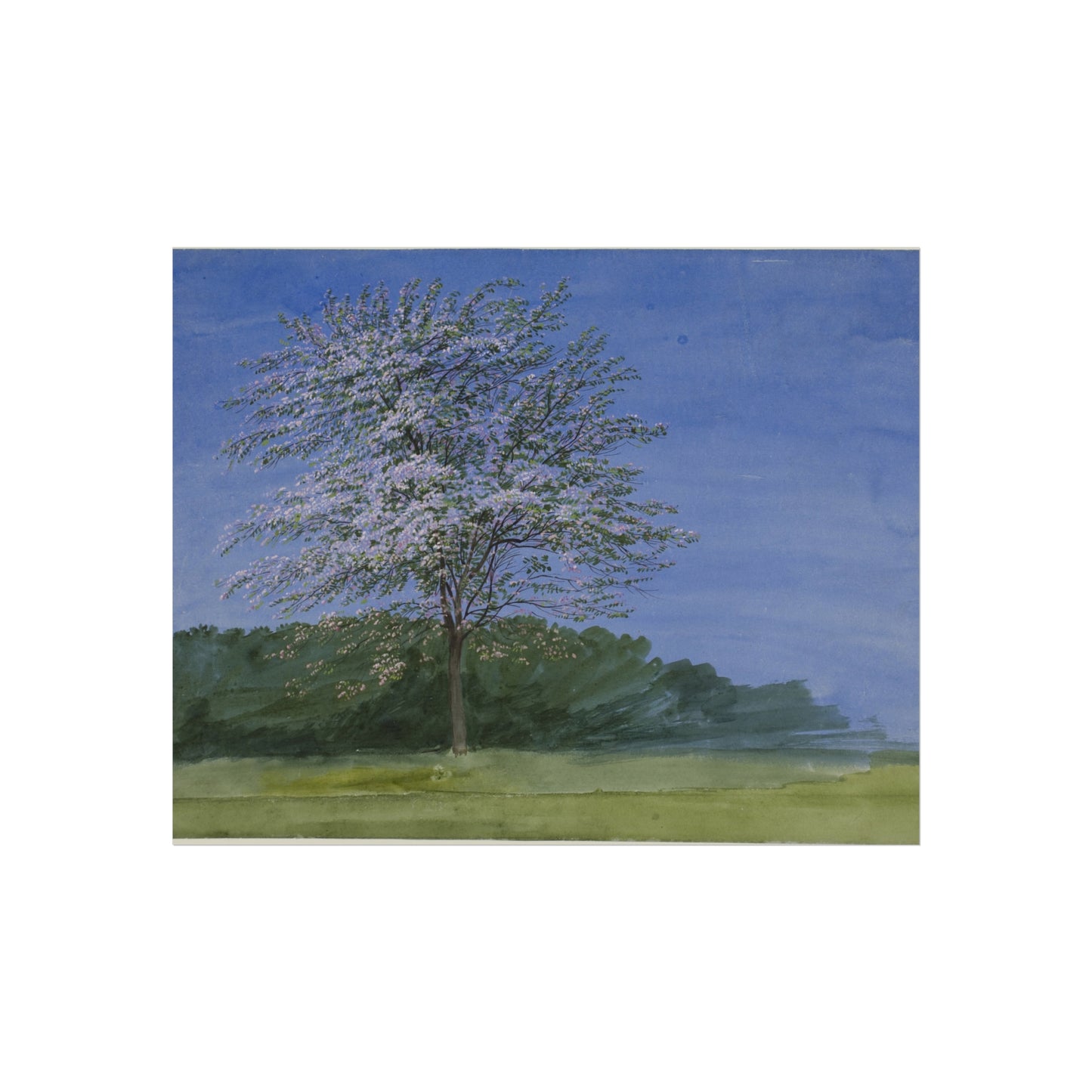William Turner - Study of a Tree in Bloom | Fine Art Poster