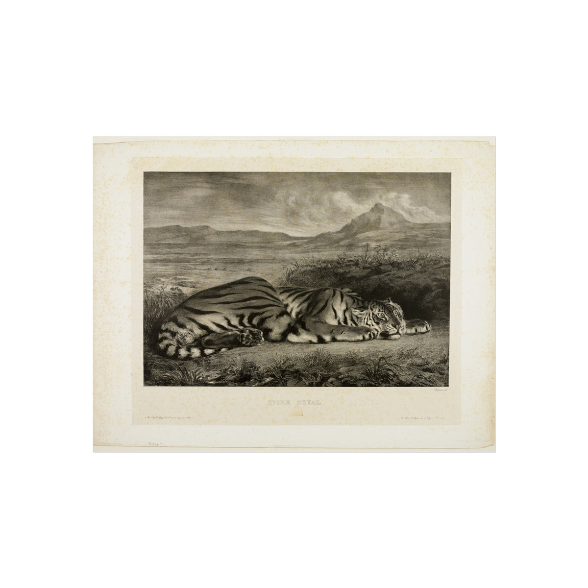 Bengal Tiger — Eugène Delacroix Fine Art Poster