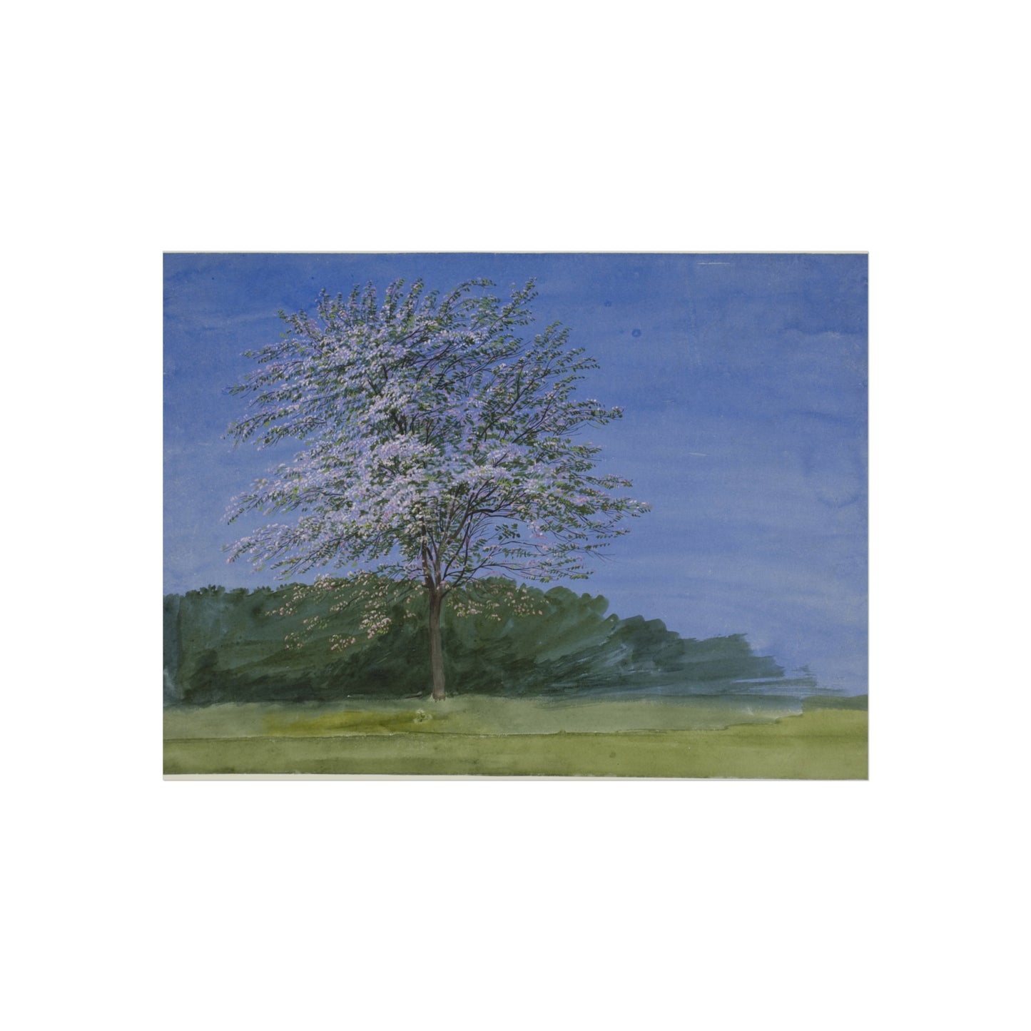 William Turner - Study of a Tree in Bloom | Fine Art Poster