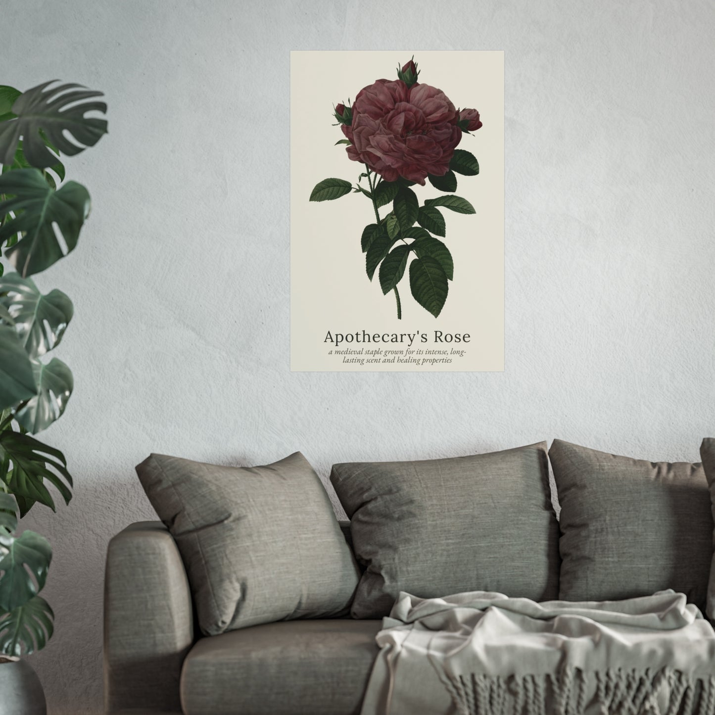 Apothecary's Rose Poster