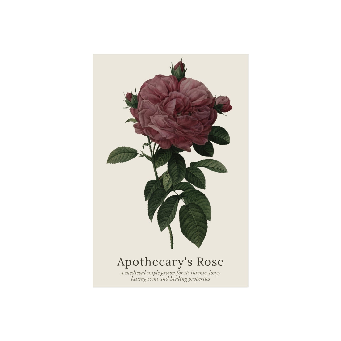 Apothecary's Rose Poster
