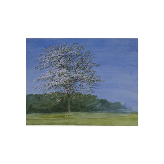 Study of a Tree in Bloom — William Turner Fine Art Poster