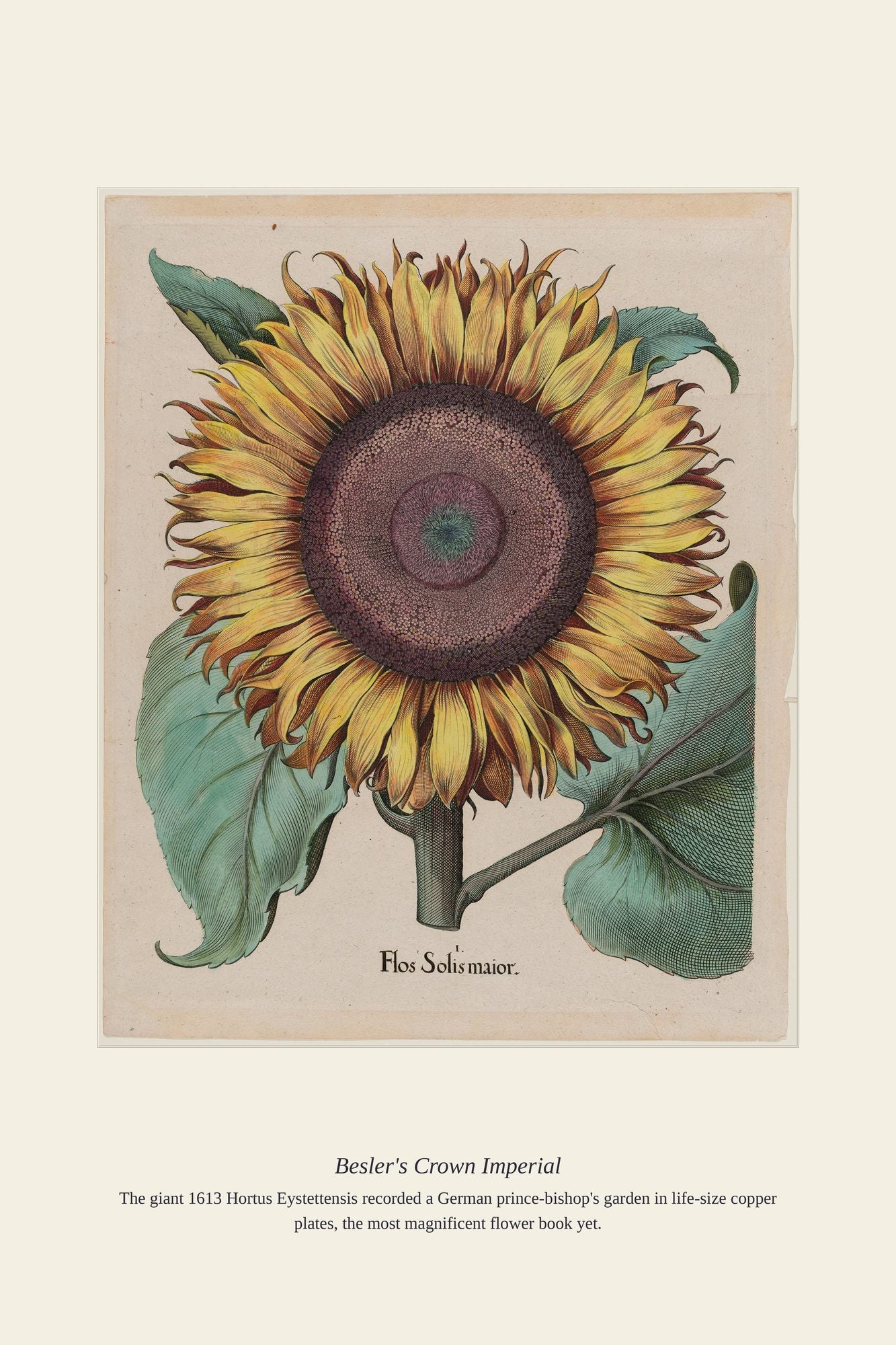 Besler's Crown Imperial — antique art print