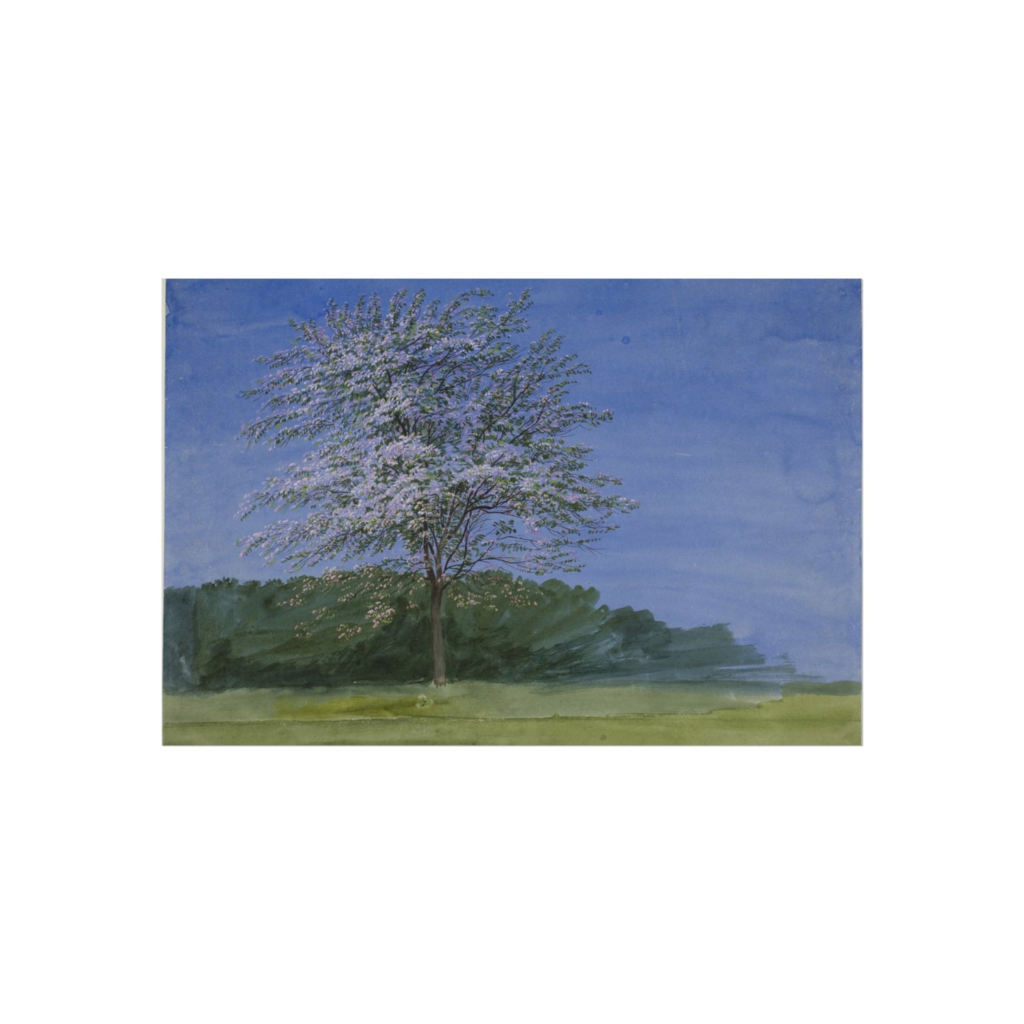 William Turner - Study of a Tree in Bloom | Fine Art Poster