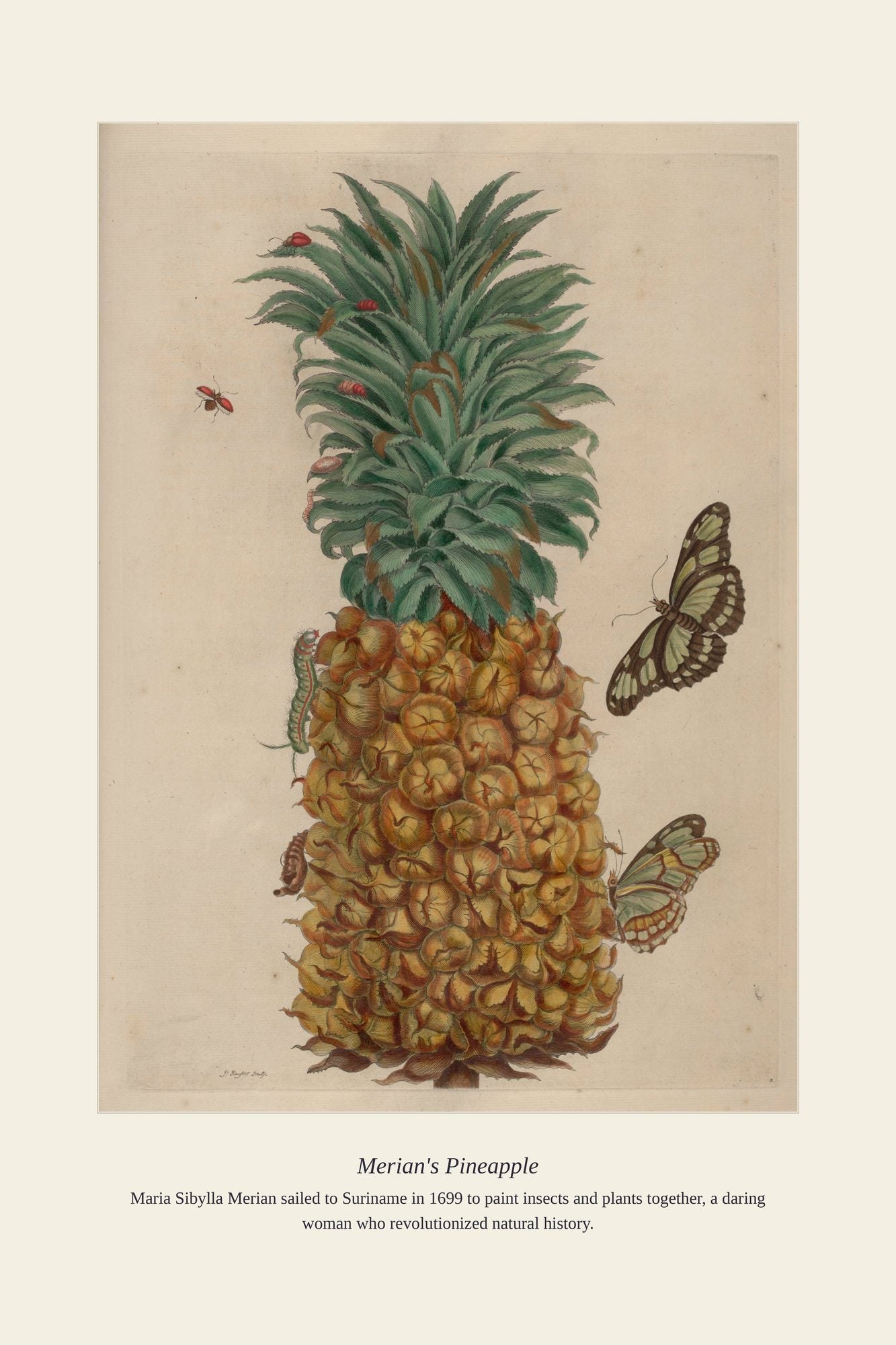 Merian's Pineapple — antique art print