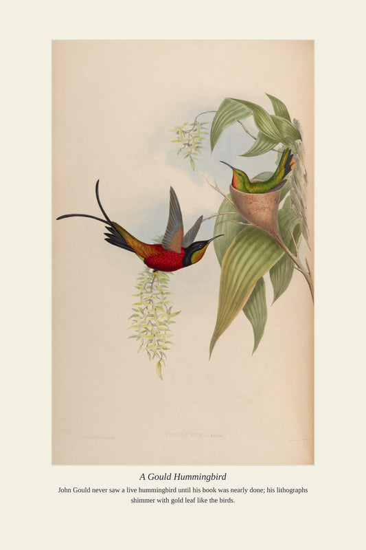 A Gould Hummingbird — antique art print