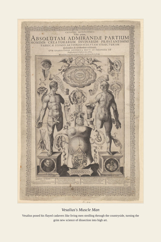Vesalius's Muscle Man — antique art print