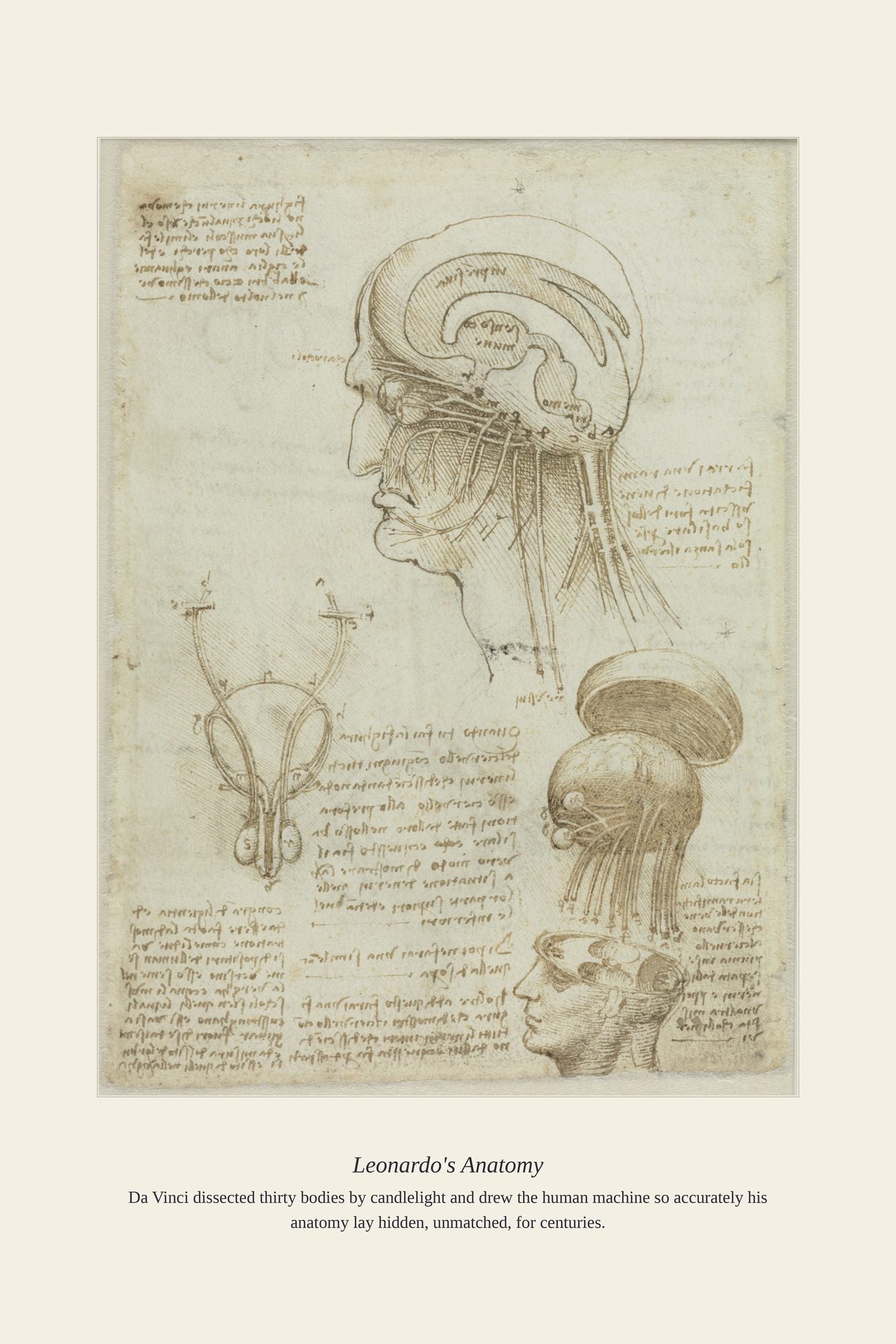 Leonardo's Anatomy — antique art print