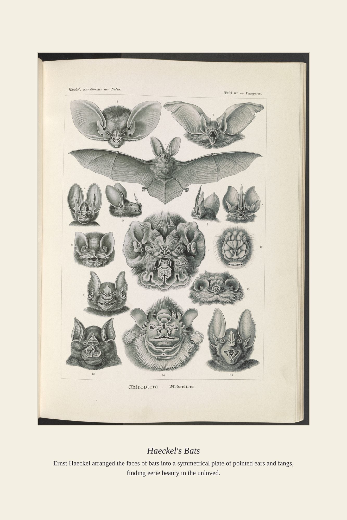 Haeckel's Bats — antique art print