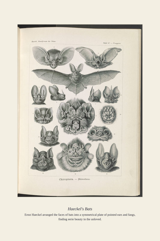 Haeckel's Bats — antique art print