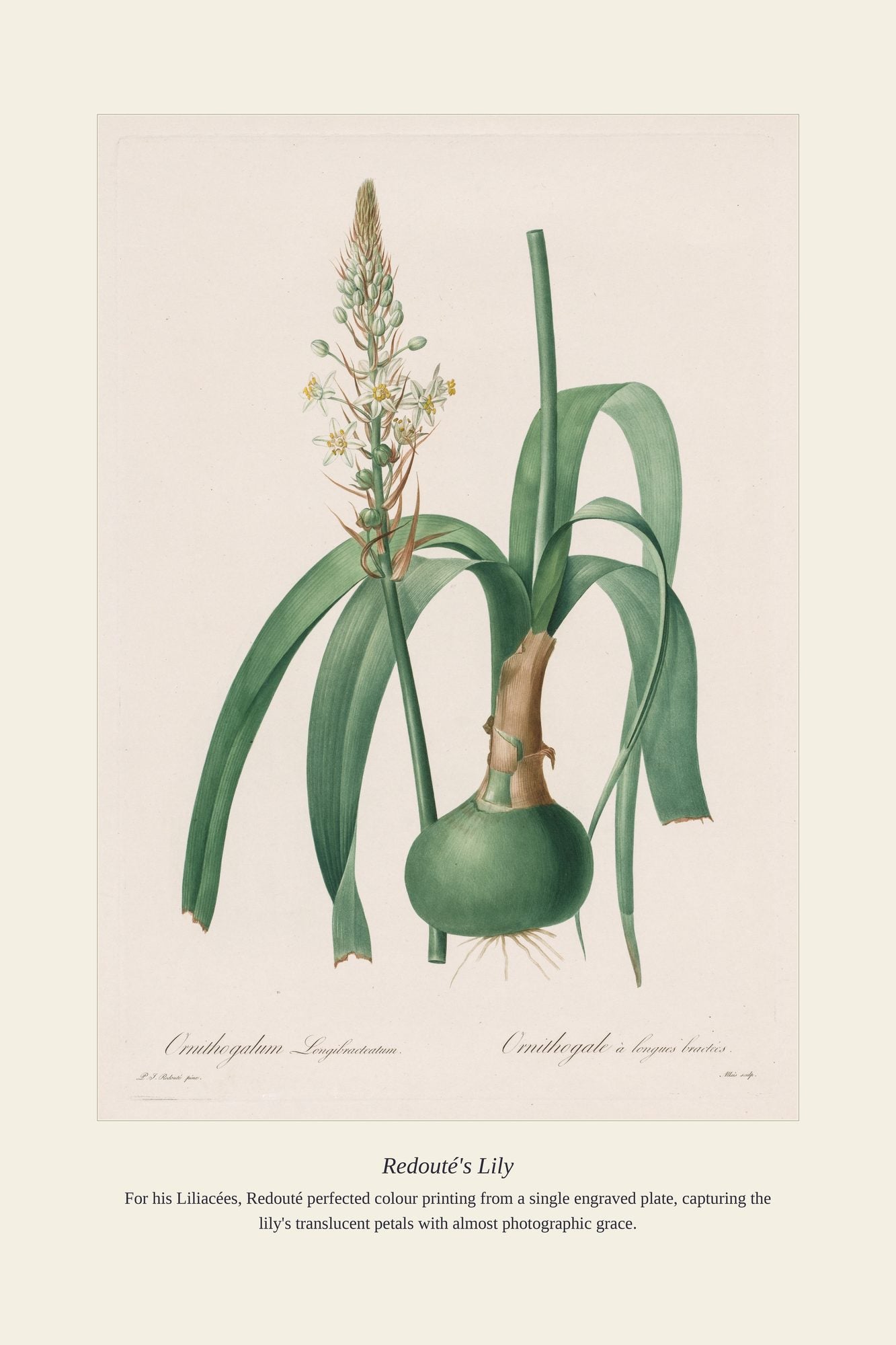 Redouté's Lily — antique art print