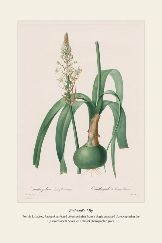 Redouté's Lily — antique art print