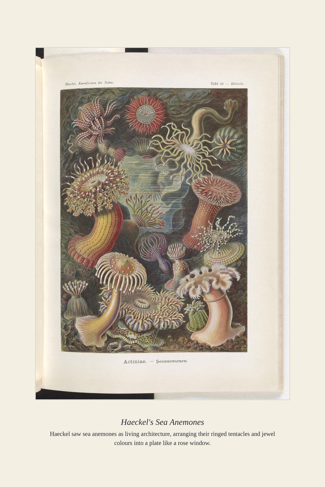 Haeckel's Sea Anemones — antique art print