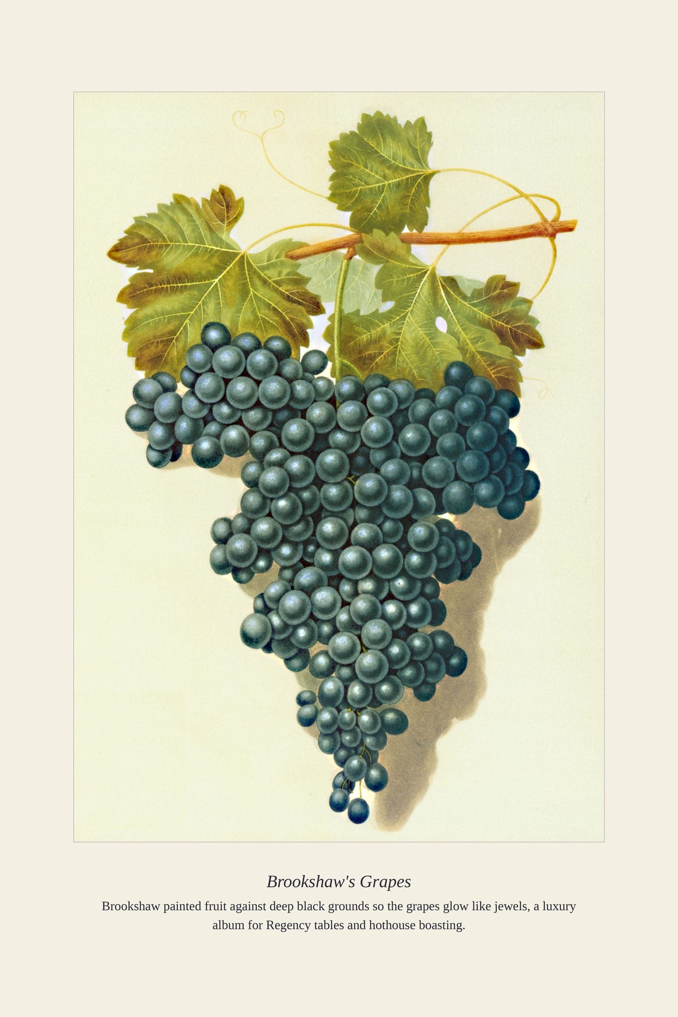 Brookshaw's Grapes — antique art print