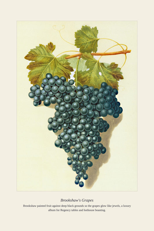 Brookshaw's Grapes — antique art print