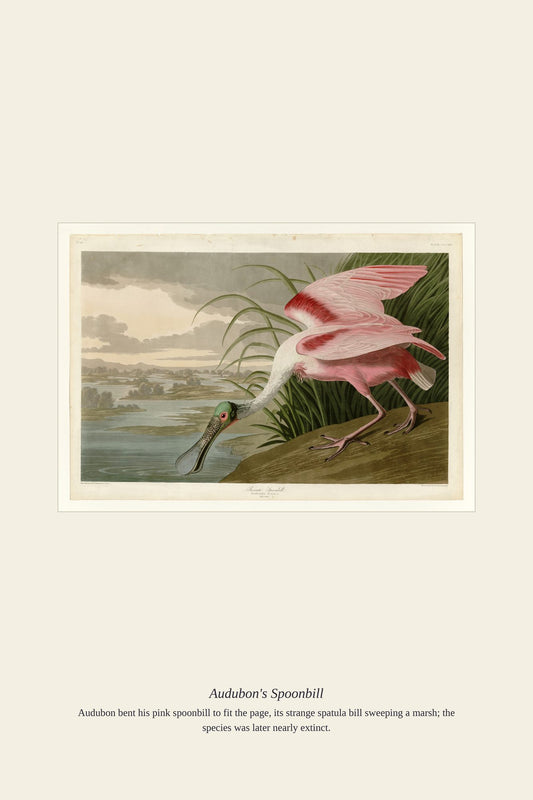 Audubon's Spoonbill — antique art print