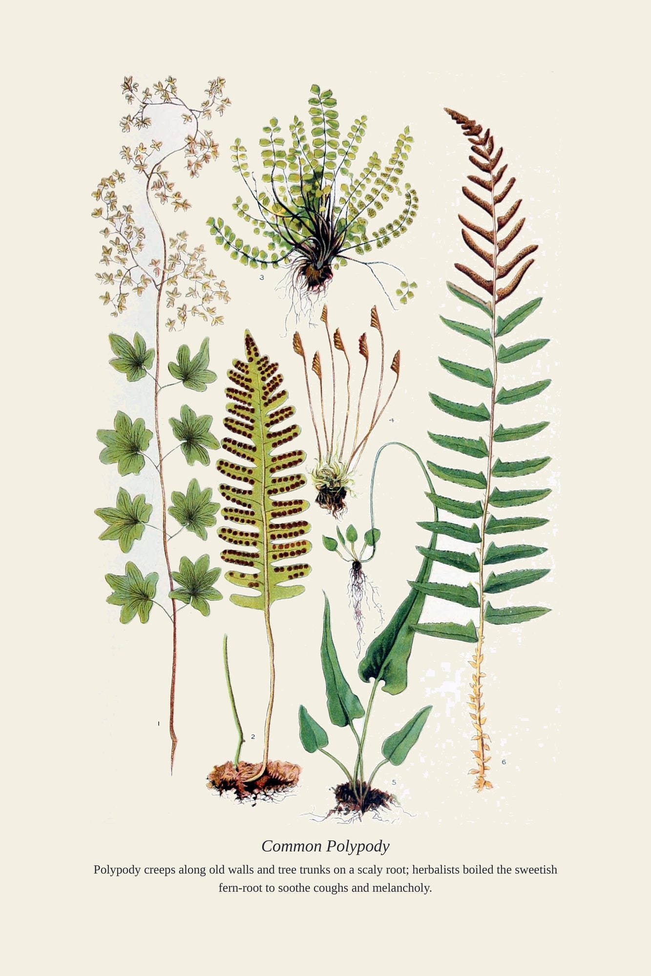 Common Polypody — antique art print