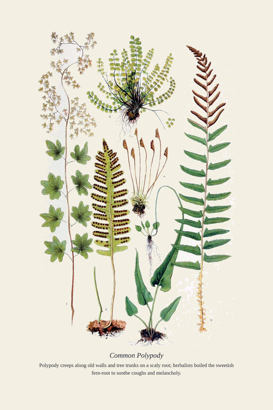 Common Polypody — antique art print