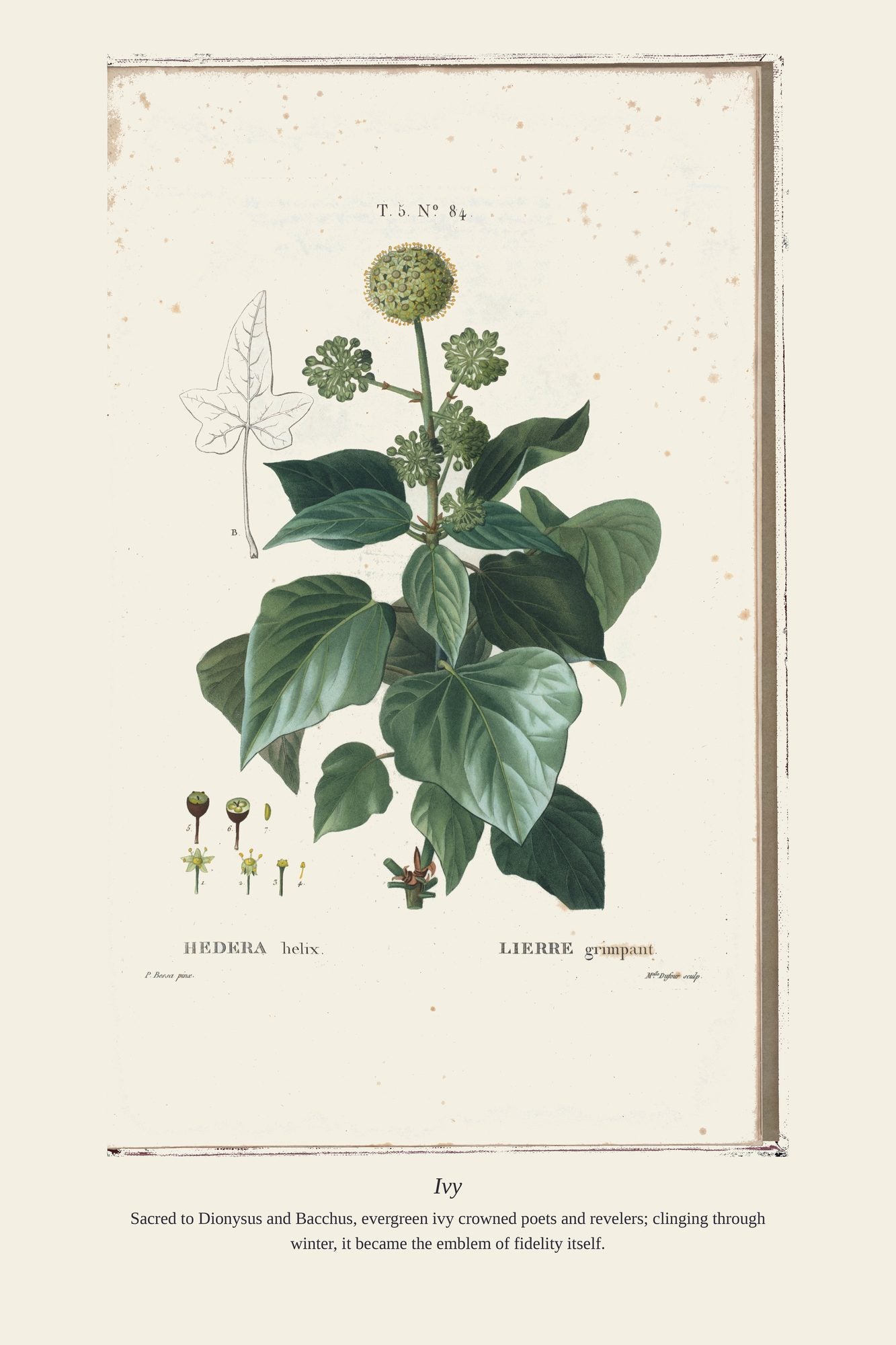 Ivy — antique art print