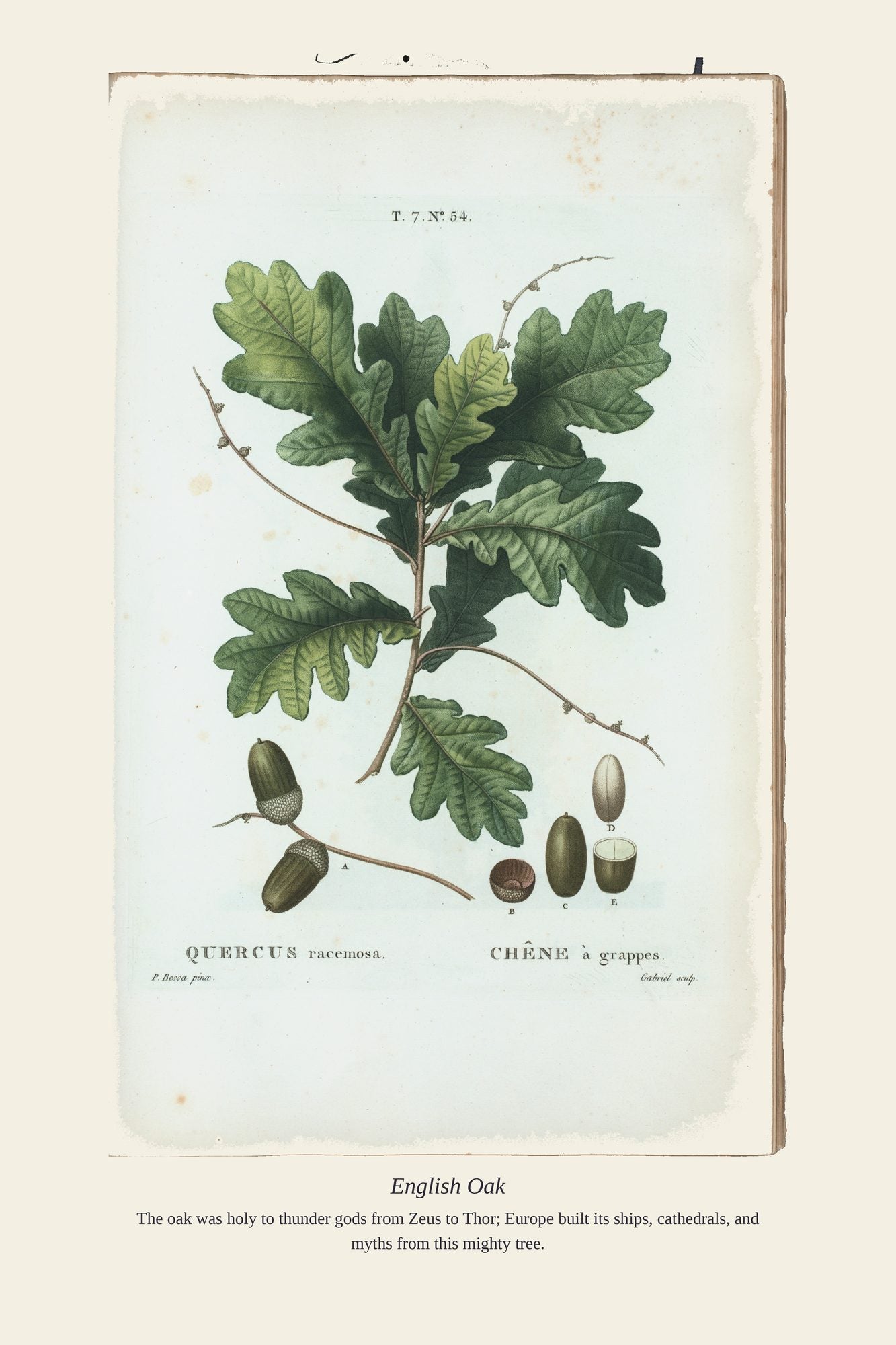 English Oak — antique art print