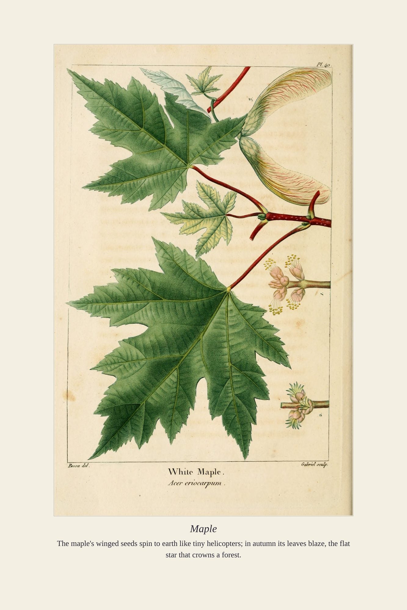 Maple — antique art print